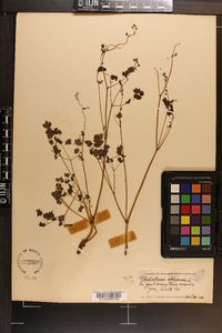 Thalictrum dioicum image