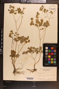 Thalictrum dioicum image