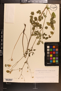 Thalictrum dioicum image