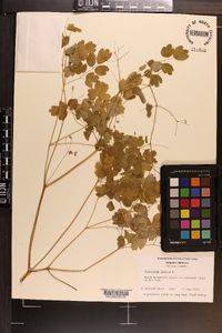 Thalictrum dioicum image