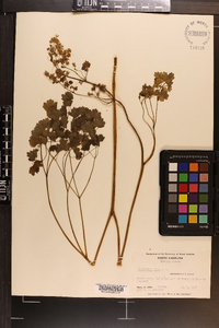 Thalictrum dioicum image