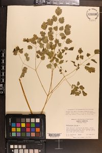 Thalictrum dioicum image