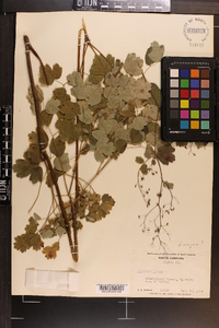 Thalictrum dioicum image