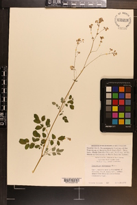 Thalictrum polygamum image