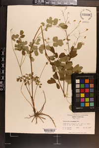 Thalictrum polygamum image