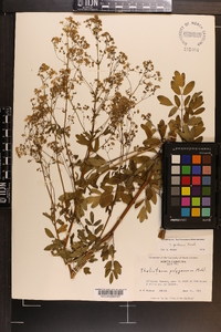 Thalictrum pubescens image