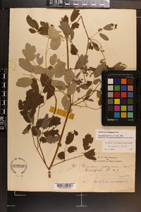 Thalictrum pubescens image