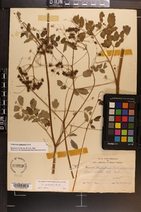 Thalictrum pubescens image