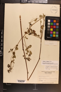 Thalictrum pubescens image