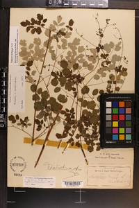 Thalictrum pubescens image