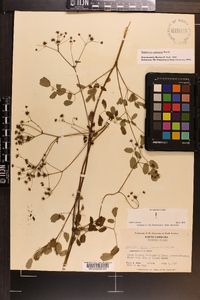 Thalictrum pubescens image