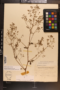 Thalictrum pubescens image