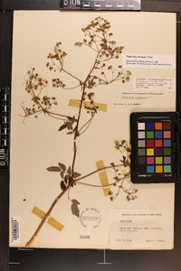 Thalictrum pubescens image