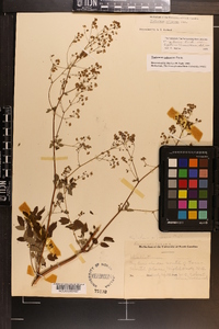 Thalictrum pubescens image