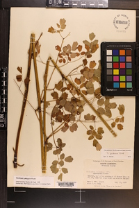 Thalictrum pubescens image