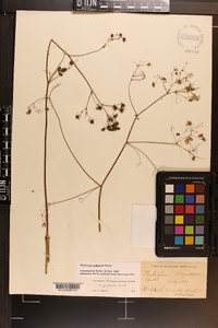 Thalictrum pubescens image