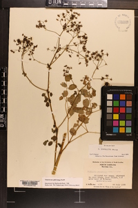 Thalictrum pubescens image