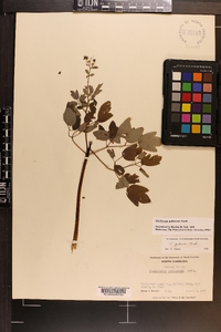 Thalictrum pubescens image