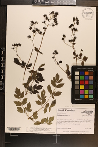 Thalictrum amphibolum image