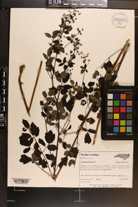 Thalictrum amphibolum image