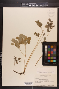 Thalictrum clavatum image