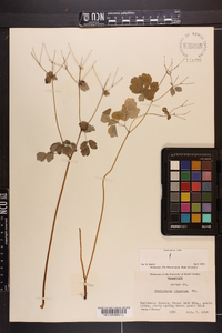 Thalictrum clavatum image