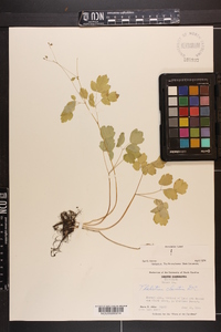 Thalictrum clavatum image