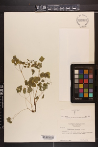 Thalictrum clavatum image