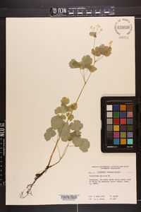 Thalictrum clavatum image