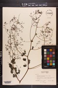 Thalictrum coriaceum image