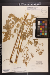 Thalictrum dasycarpum image