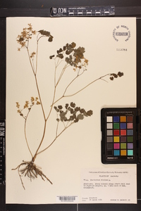 Thalictrum dioicum image