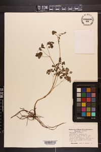 Thalictrum dioicum image