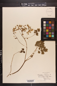 Thalictrum dioicum image