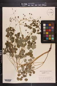 Thalictrum dioicum image