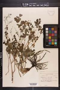 Thalictrum dioicum image