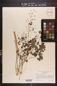 Thalictrum dioicum image