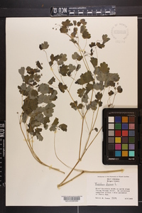 Thalictrum dioicum image