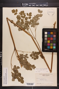 Thalictrum amphibolum image