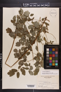 Thalictrum amphibolum image