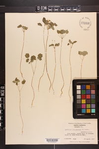 Thalictrum thalictroides image