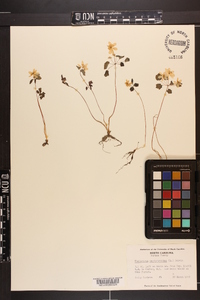 Thalictrum thalictroides image