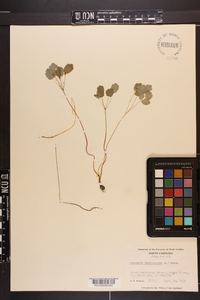 Thalictrum thalictroides image