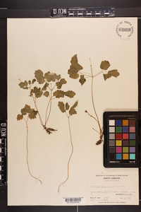 Thalictrum thalictroides image