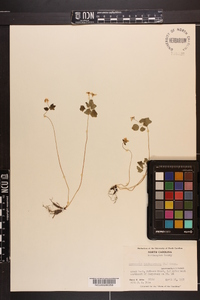 Thalictrum thalictroides image