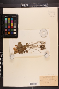 Image Associated With the Occurence