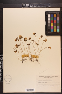 Thalictrum thalictroides image