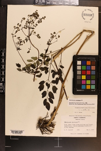 Thalictrum amphibolum image