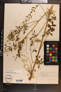 Thalictrum amphibolum image