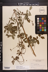 Thalictrum amphibolum image